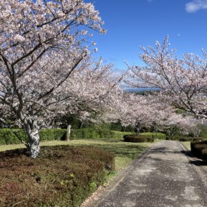 愛野公園桜見頃です