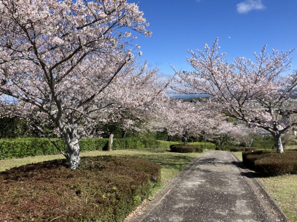 愛野公園桜見頃です